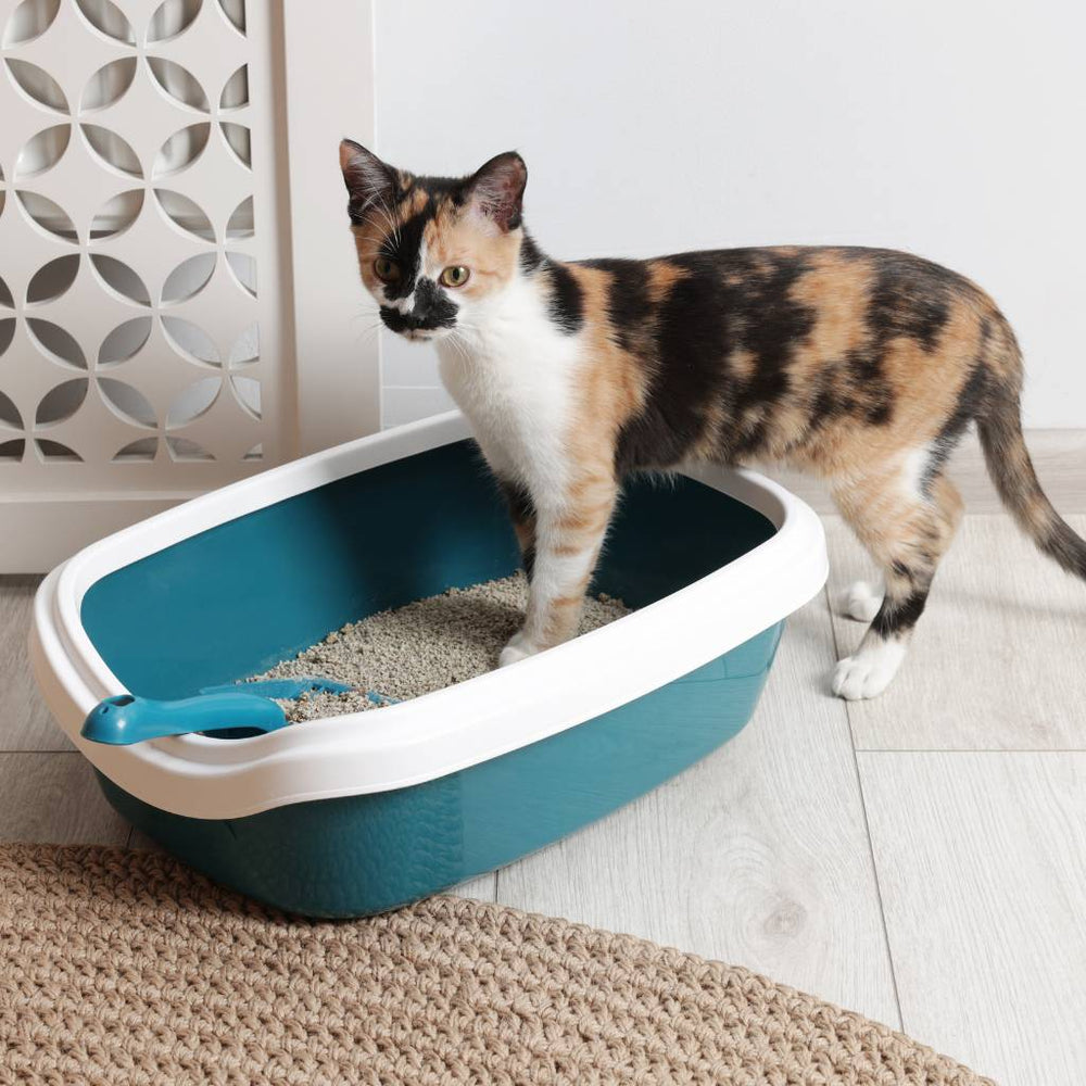 Litter Boxes & Surrounding Floors: Odour vs. Germ Strategy - CleanSmart Canada