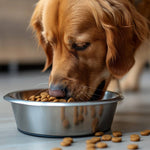 Pet Bowls & Mats: A Safe, Simple Disinfection Routine for Canadian Homes - CleanSmart Canada