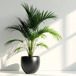Green fern in brown planter in sunlight in home - CleanSmart Canada