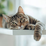 Cat perched on a stand in sunny home - CleanSmart Canada